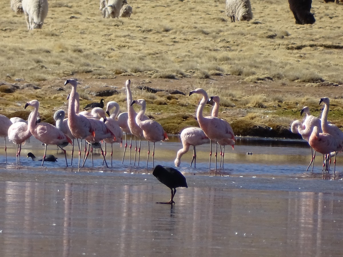 Chilean Flamingo - ML620912842