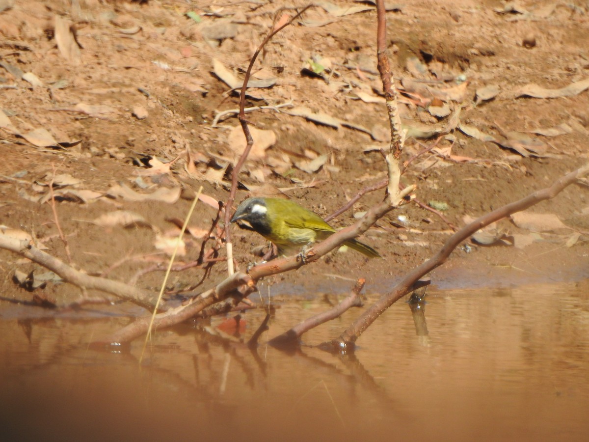 White-eared Honeyeater - ML620912844