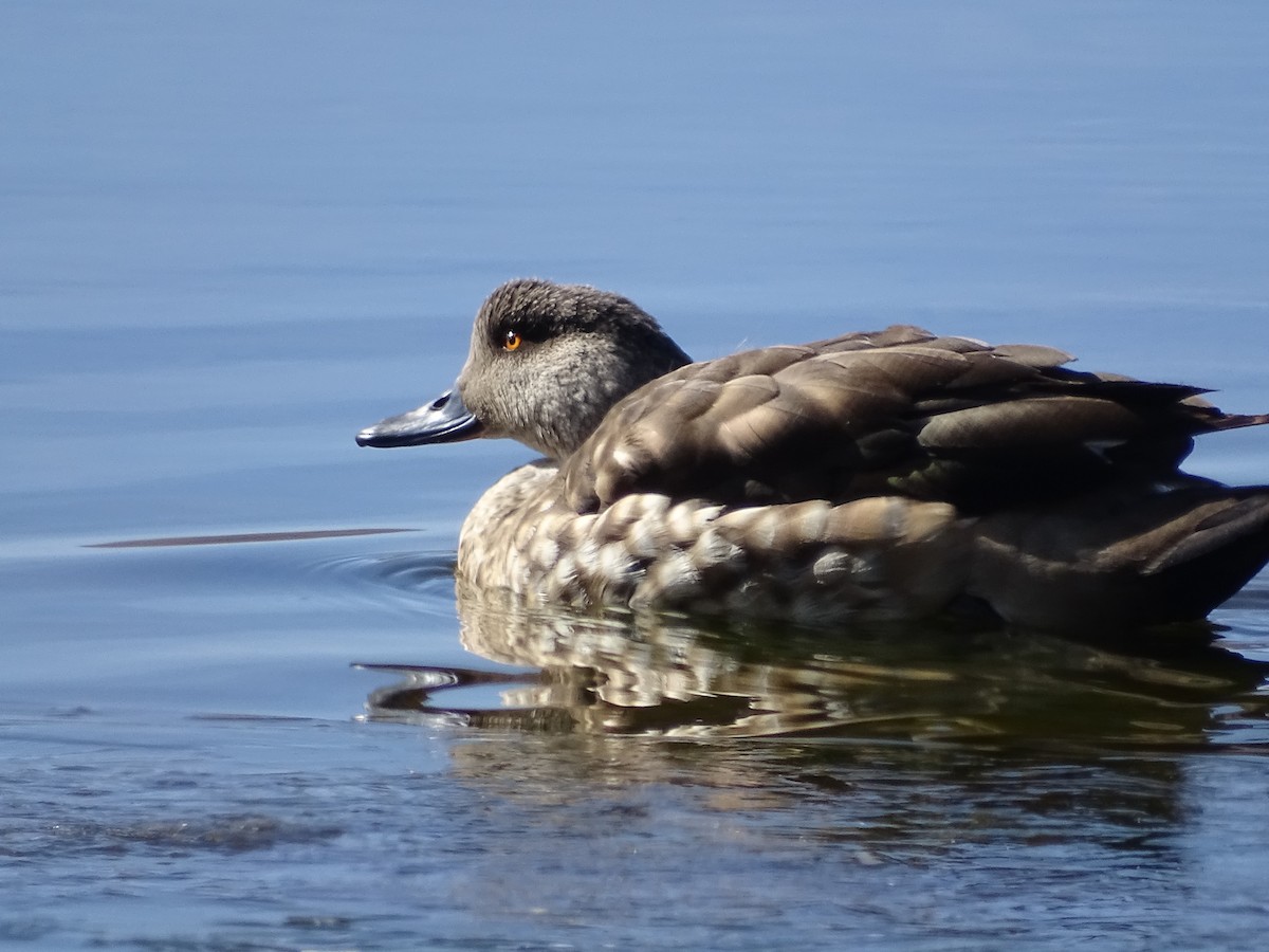 Crested Duck - ML620912846