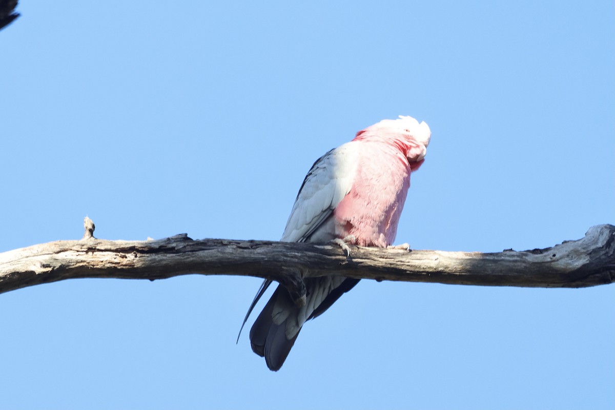 Cacatúa Galah - ML620912848