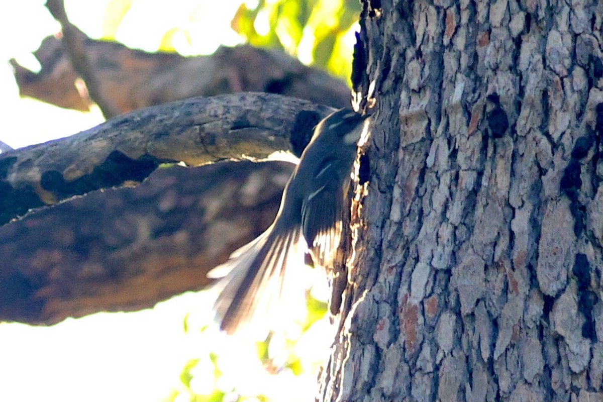 Gray Fantail - ML620912872