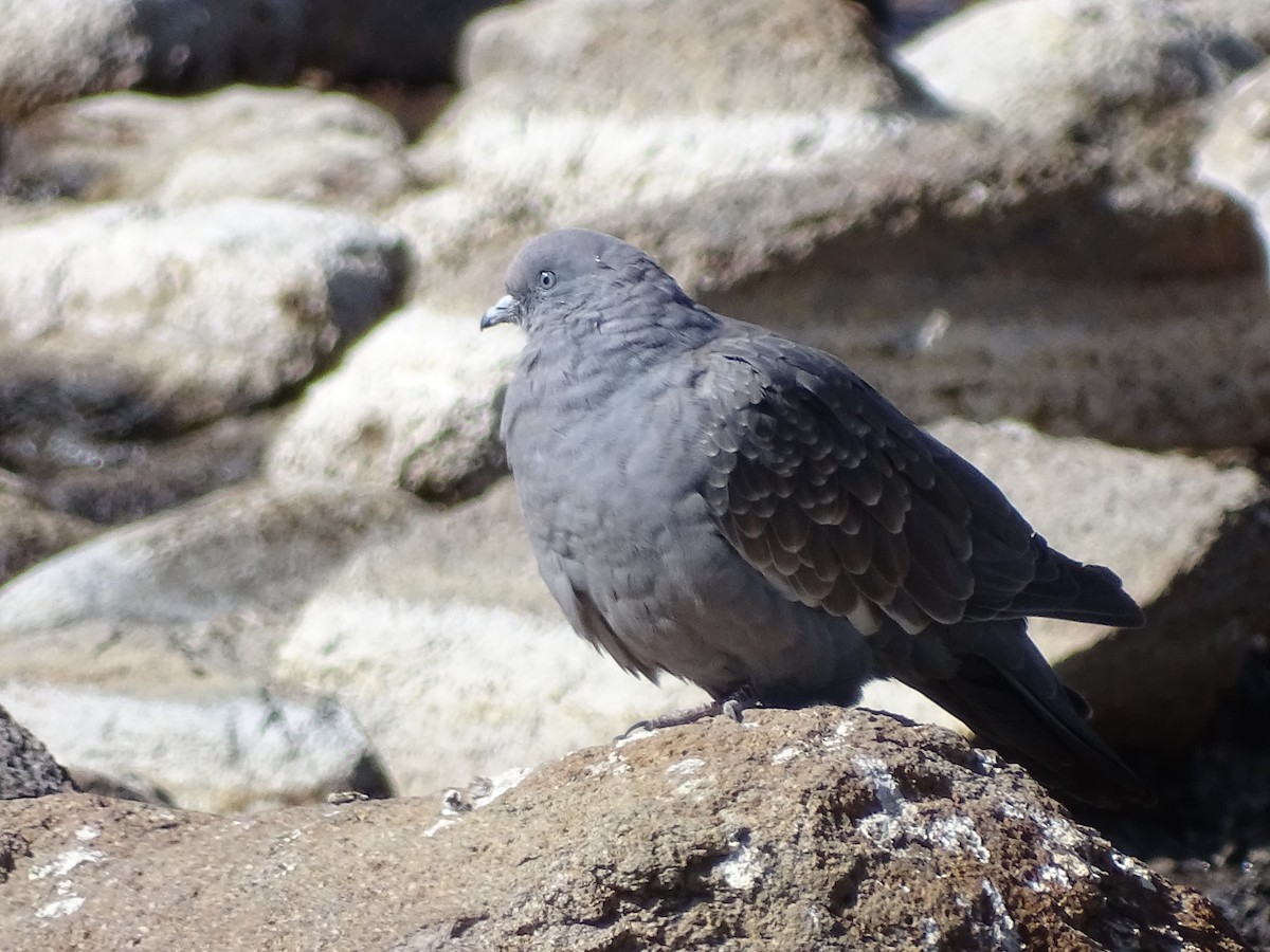 Spot-winged Pigeon - ML620912883