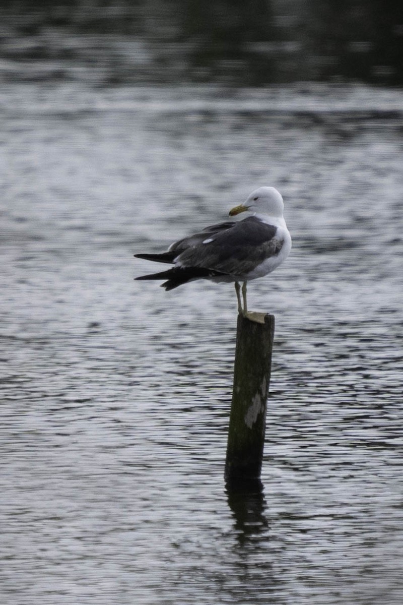 Gaviota Sombría - ML620912887