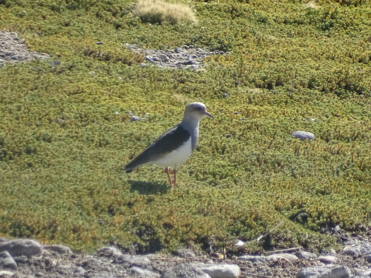 Andean Lapwing - ML620912889