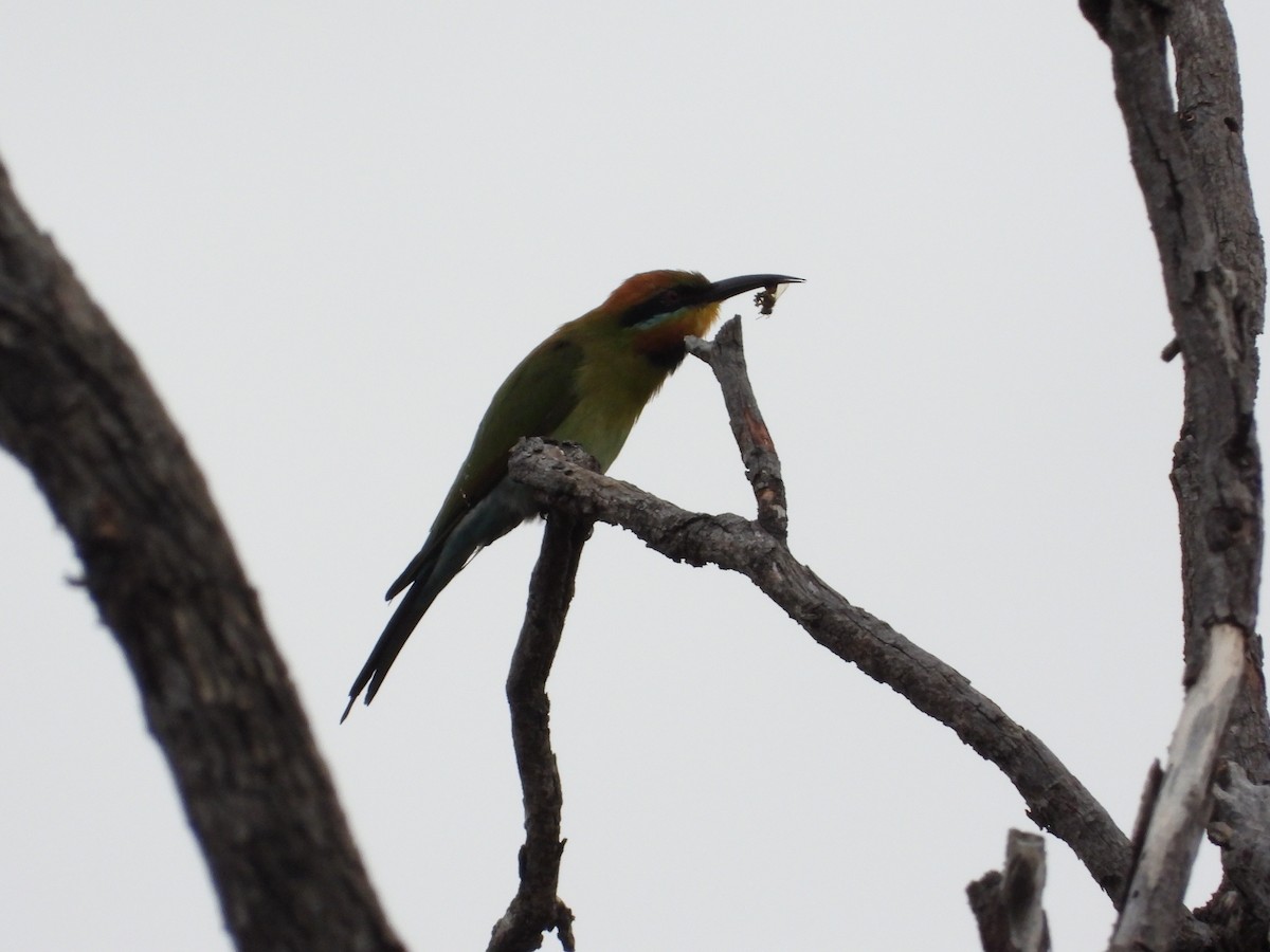 Rainbow Bee-eater - ML620912893