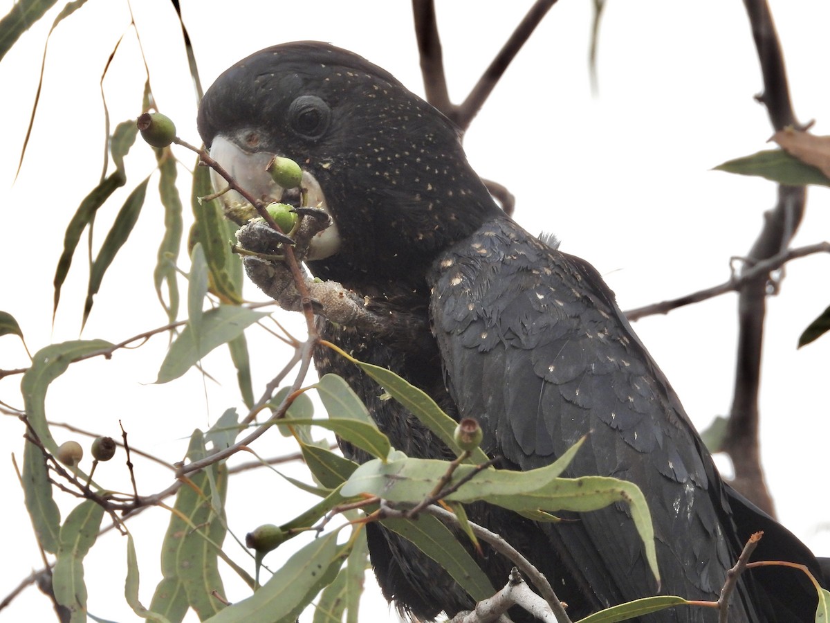 Red-tailed Black-Cockatoo - ML620912899