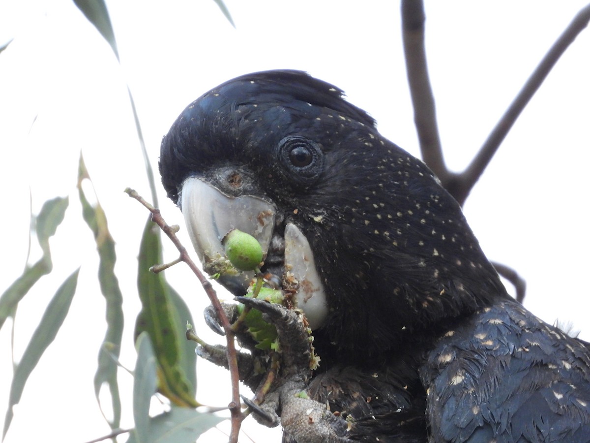 Red-tailed Black-Cockatoo - ML620912900