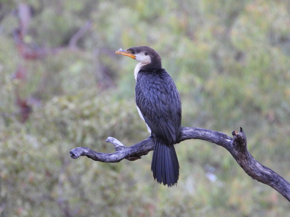 Little Pied Cormorant - Cherri and Peter Gordon