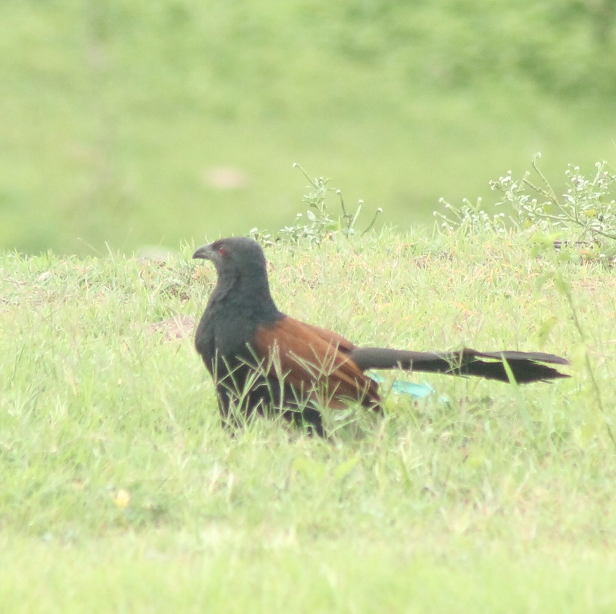Greater Coucal - ML620912908
