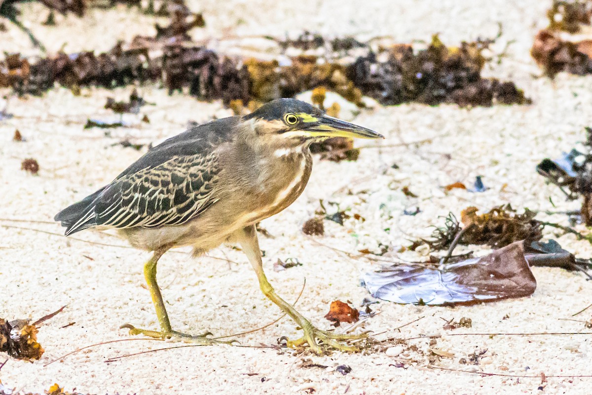 Striated Heron - ML620912911