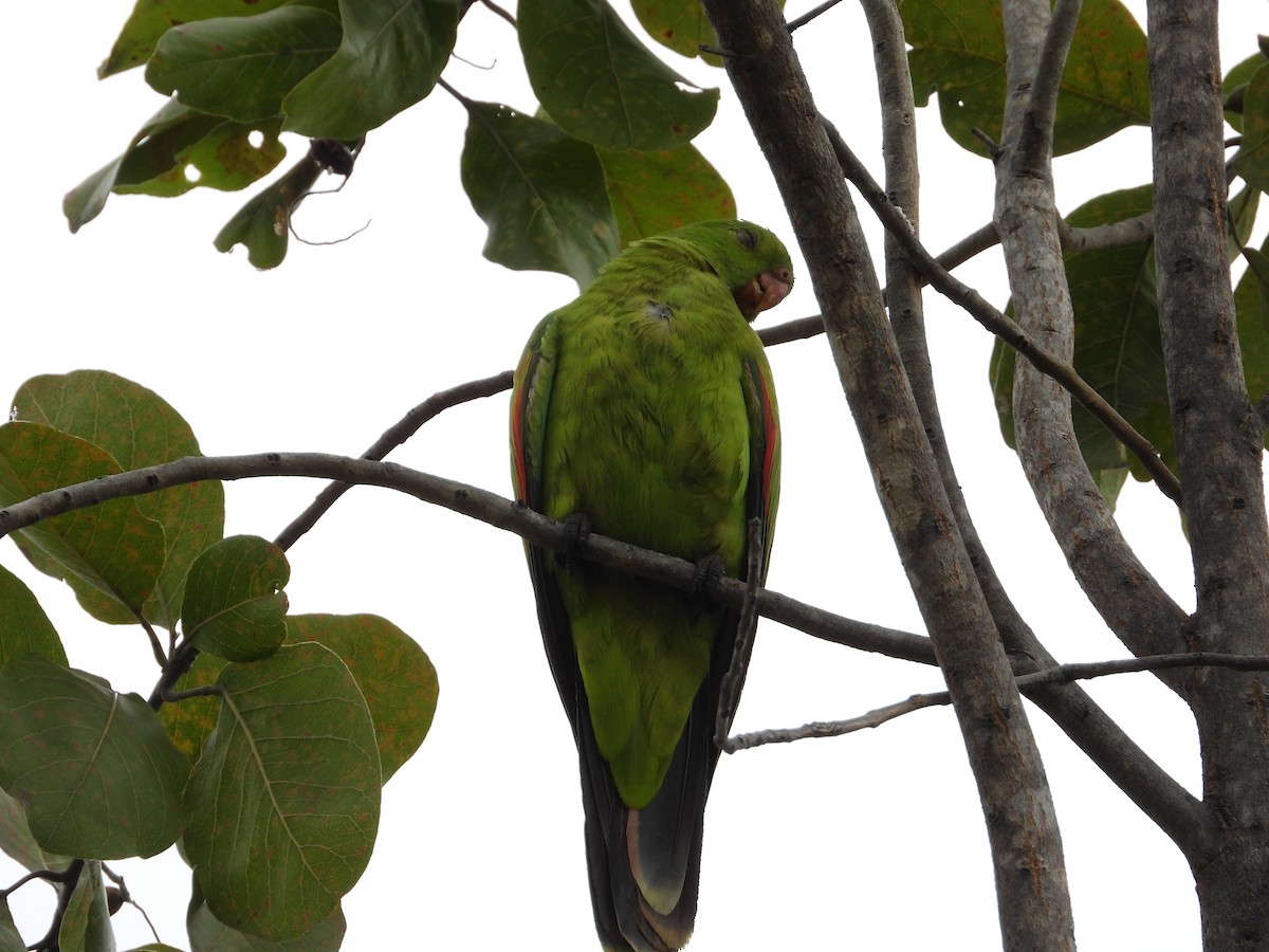 Red-winged Parrot - ML620912915