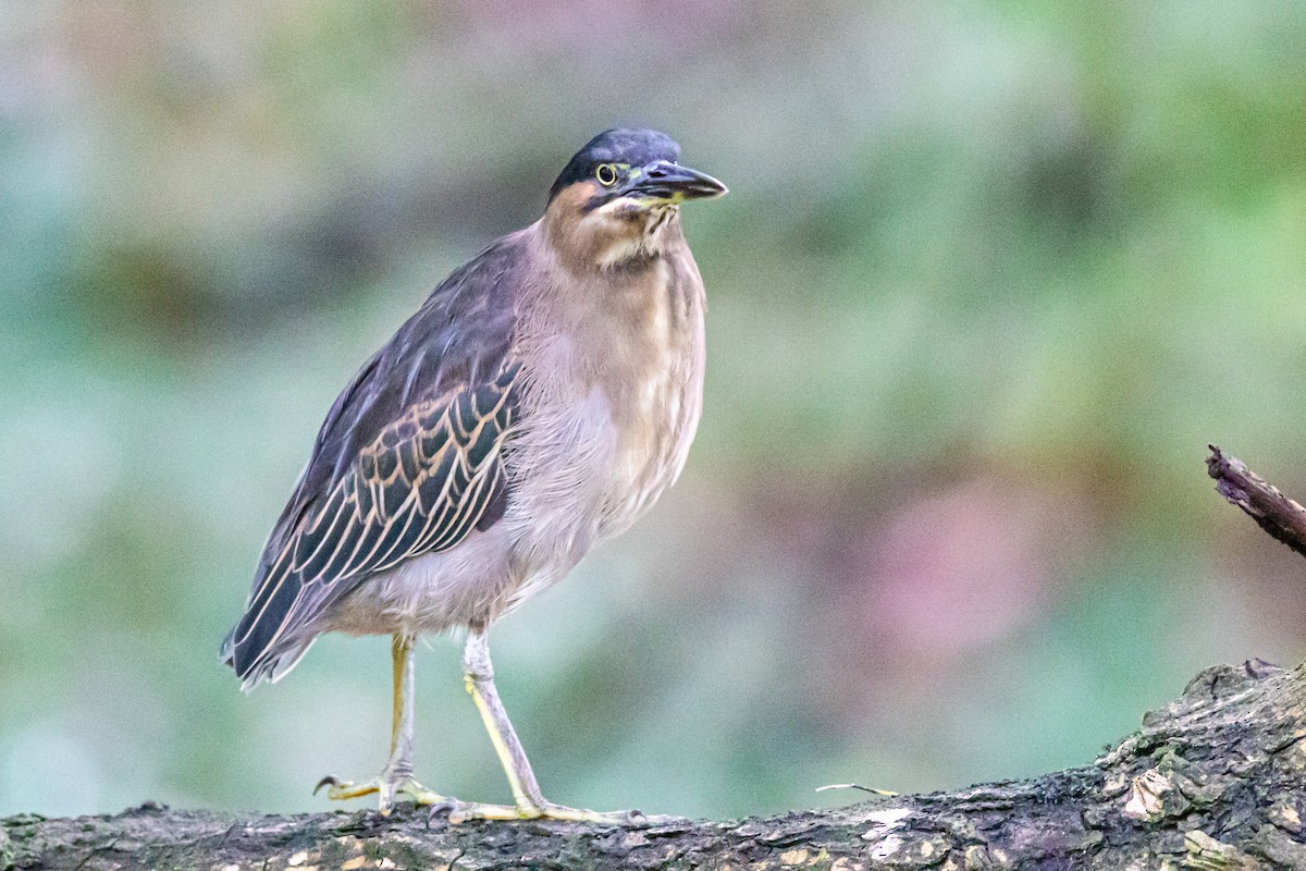 Striated Heron - ML620912916