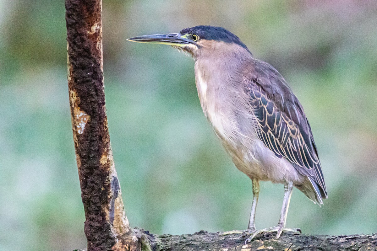 Striated Heron - David Hird