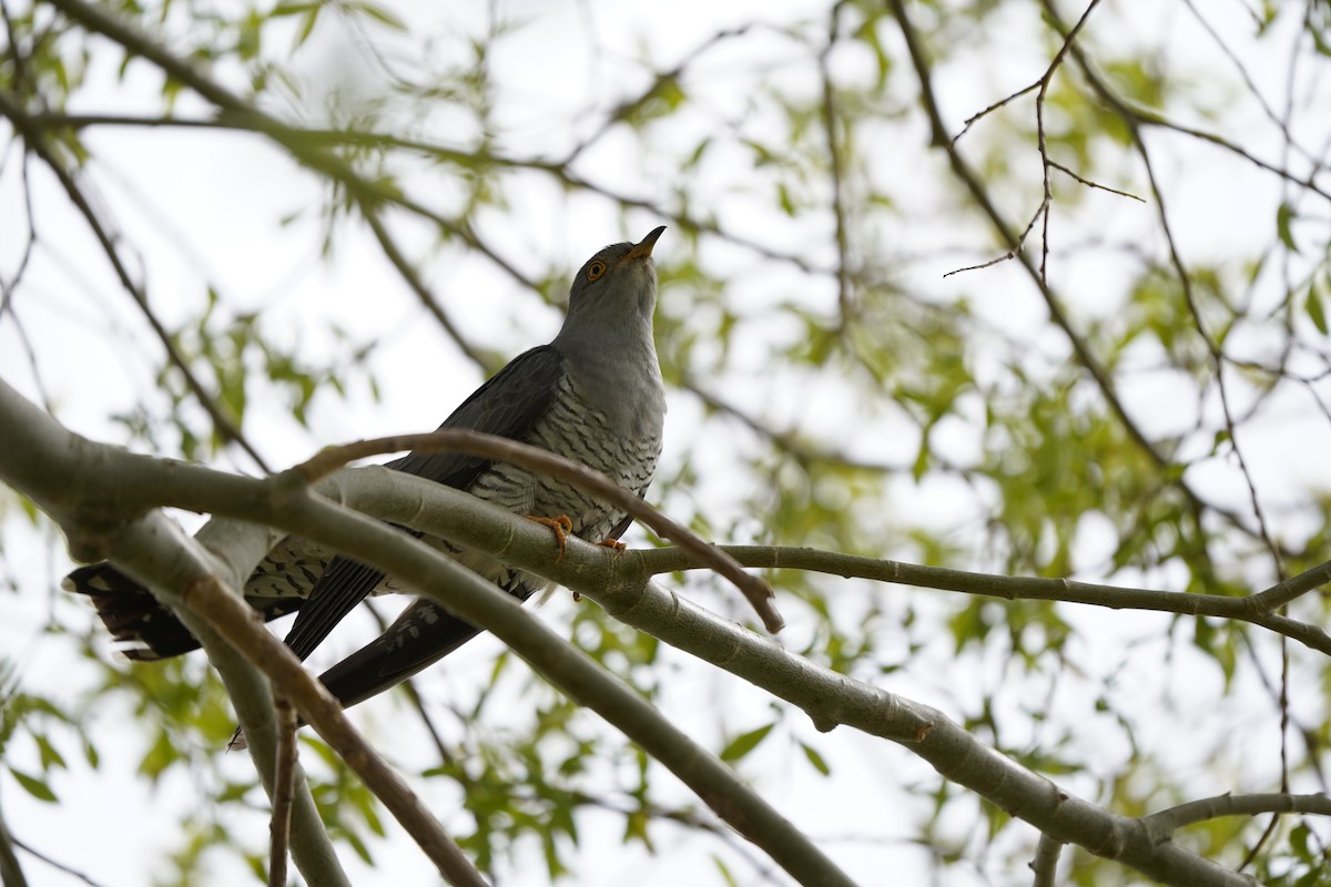 Common Cuckoo - ML620912922