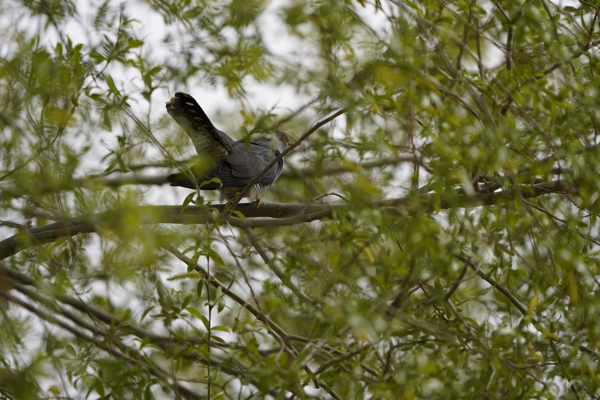Common Cuckoo - ML620912924