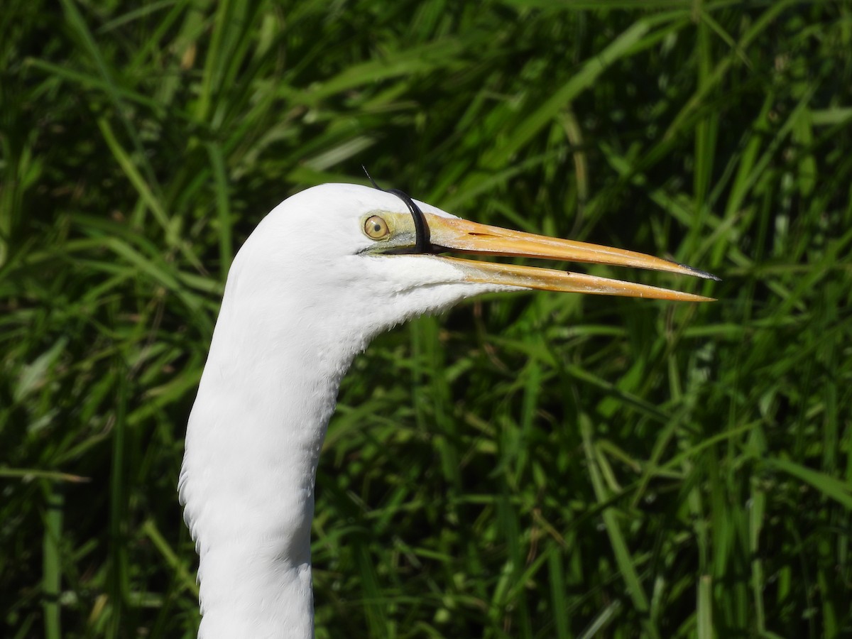 Great Egret - ML620912929