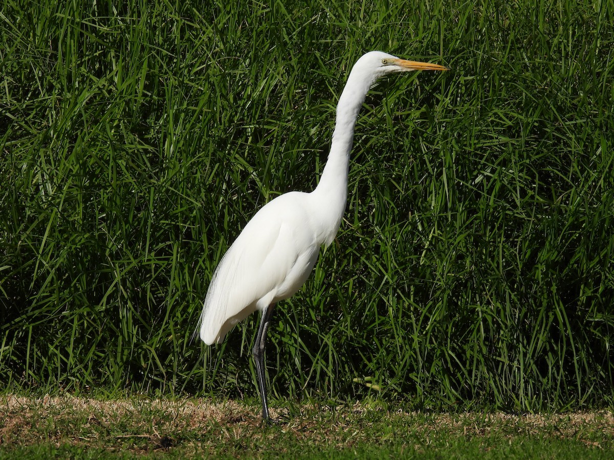 Great Egret - ML620912932