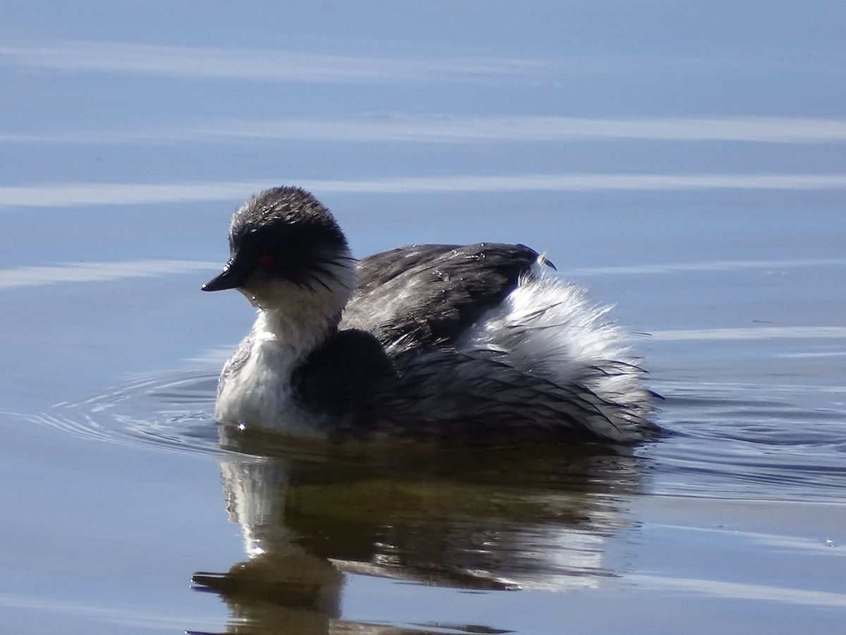 Silvery Grebe (Andean) - ML620912938