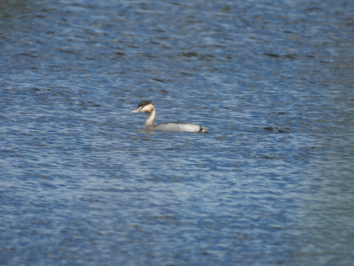 Great Crested Grebe - ML620912939