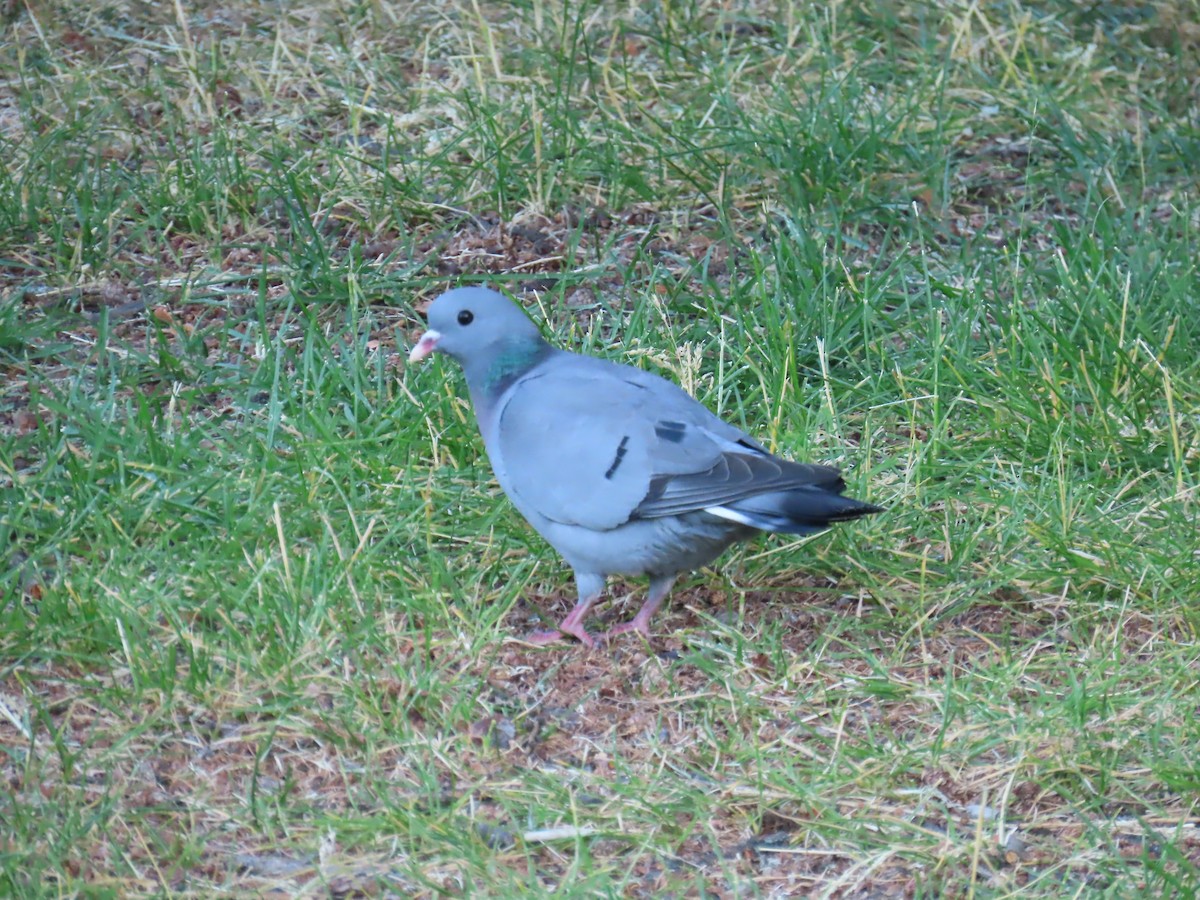 Pigeon colombin - ML620912974