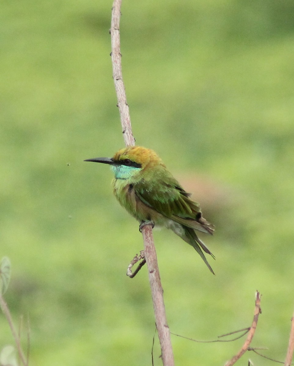 Asian Green Bee-eater - ML620912982