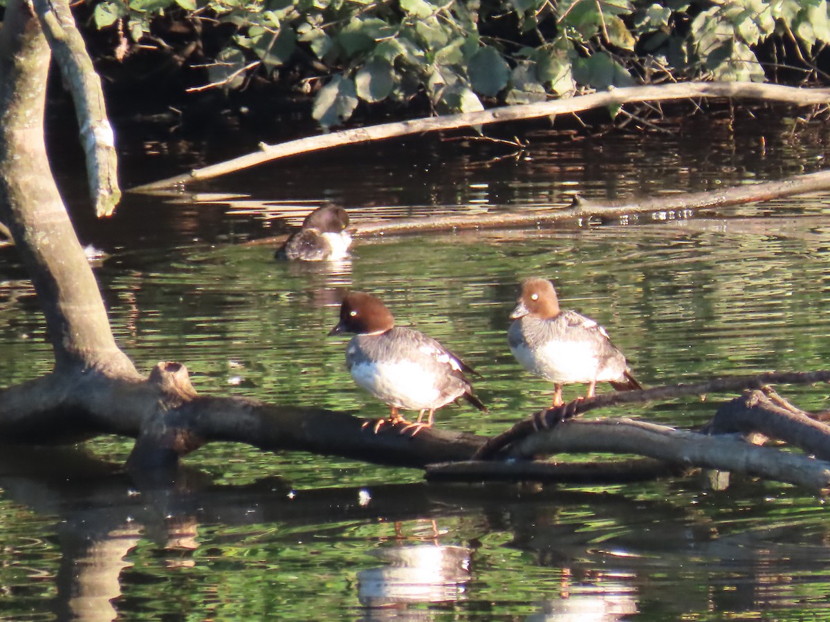 Common Goldeneye - ML620912983