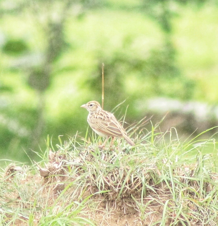 Indian Bushlark - ML620912987