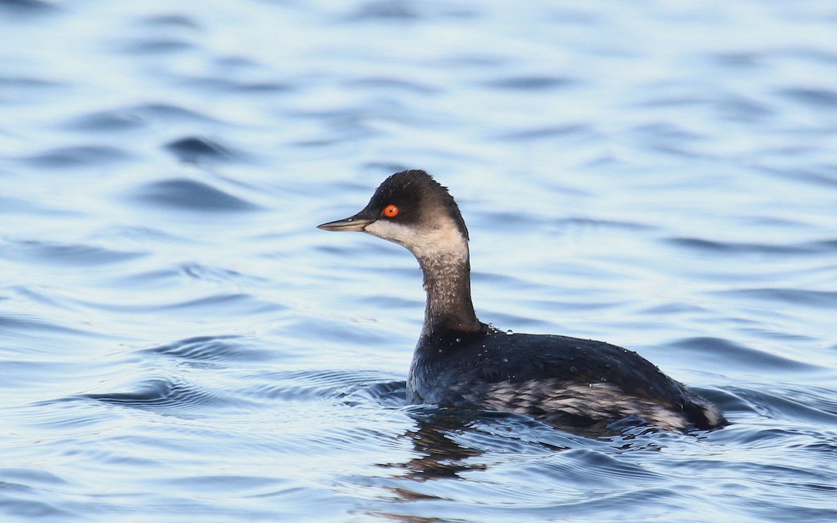 Eared Grebe - ML620912995