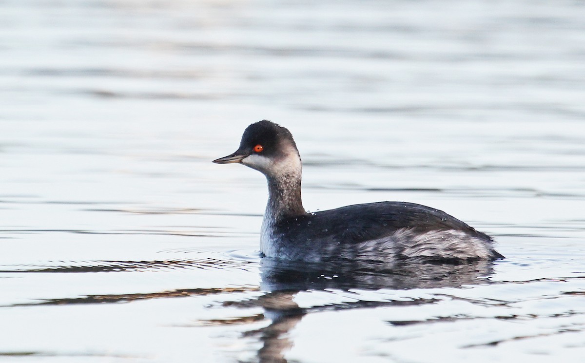 Eared Grebe - ML620912998