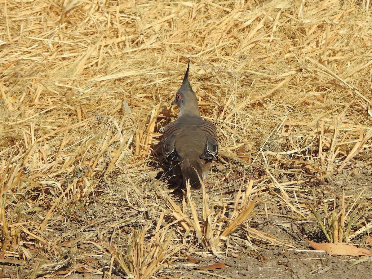 Crested Pigeon - ML620913000