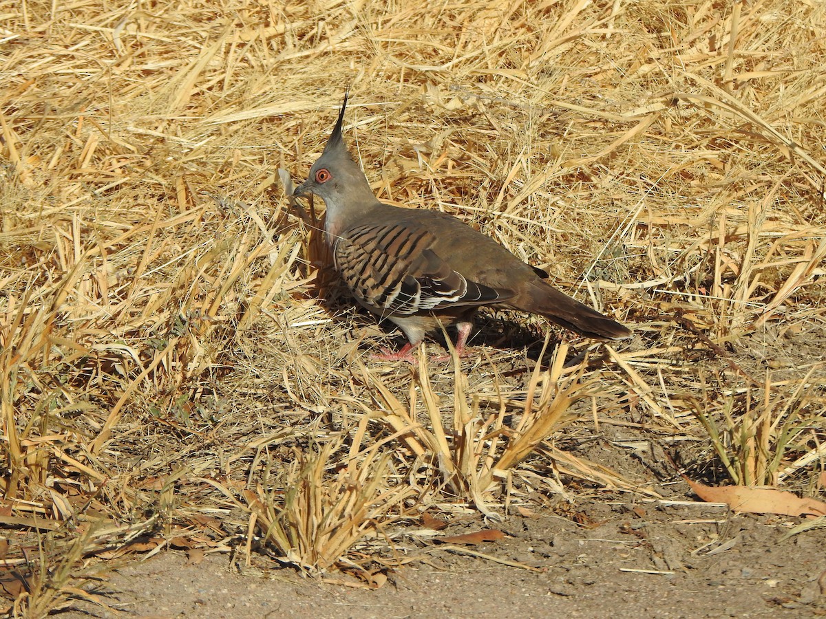 Crested Pigeon - ML620913003
