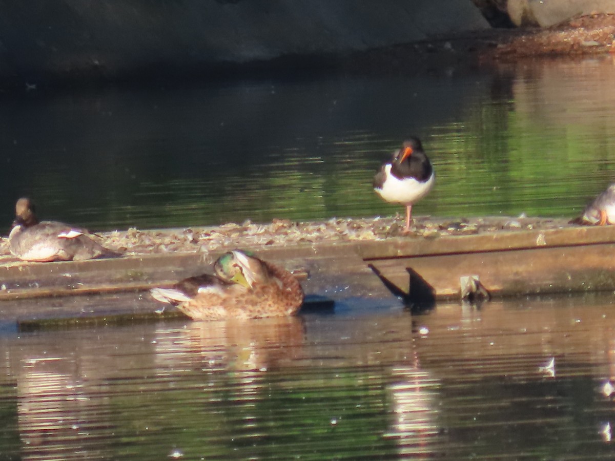 Eurasian Oystercatcher - ML620913006