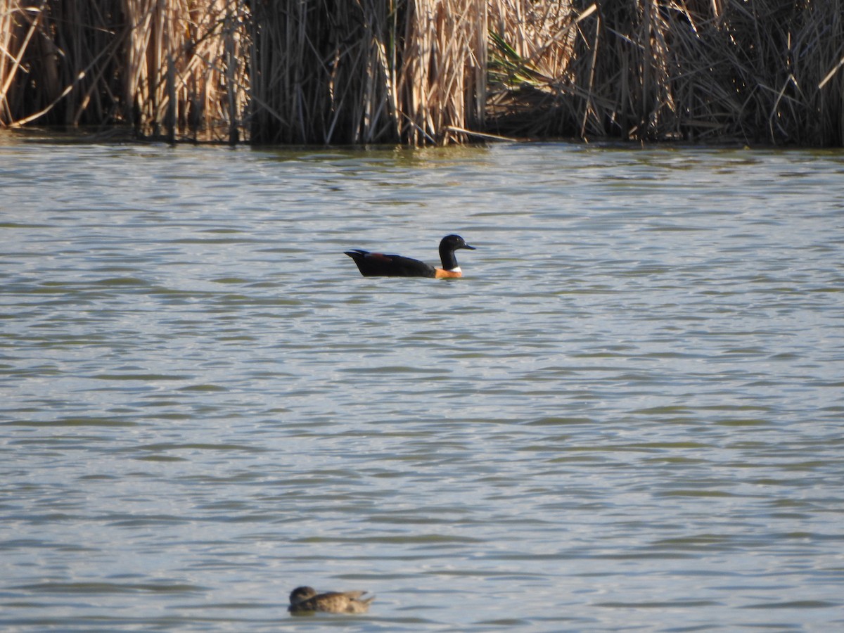 Australian Shelduck - ML620913044