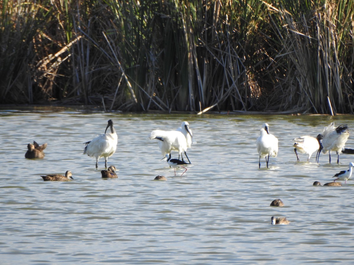 Royal Spoonbill - ML620913055