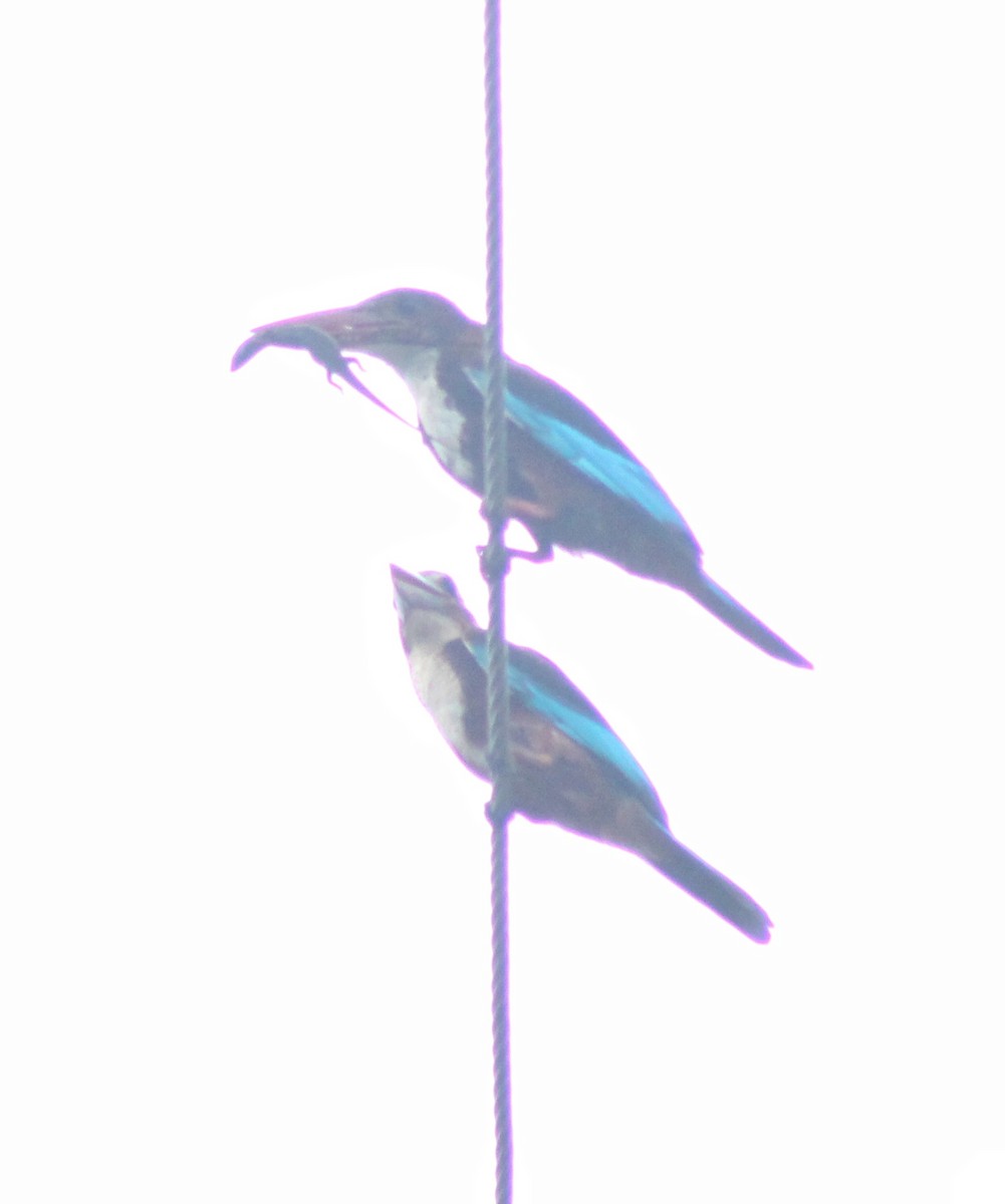 White-throated Kingfisher - ML620913059