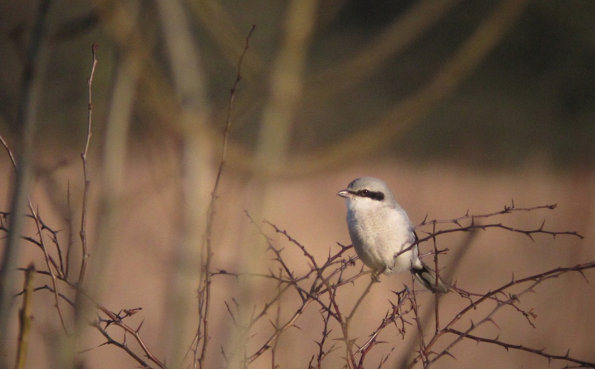 Great Gray Shrike - ML620913067