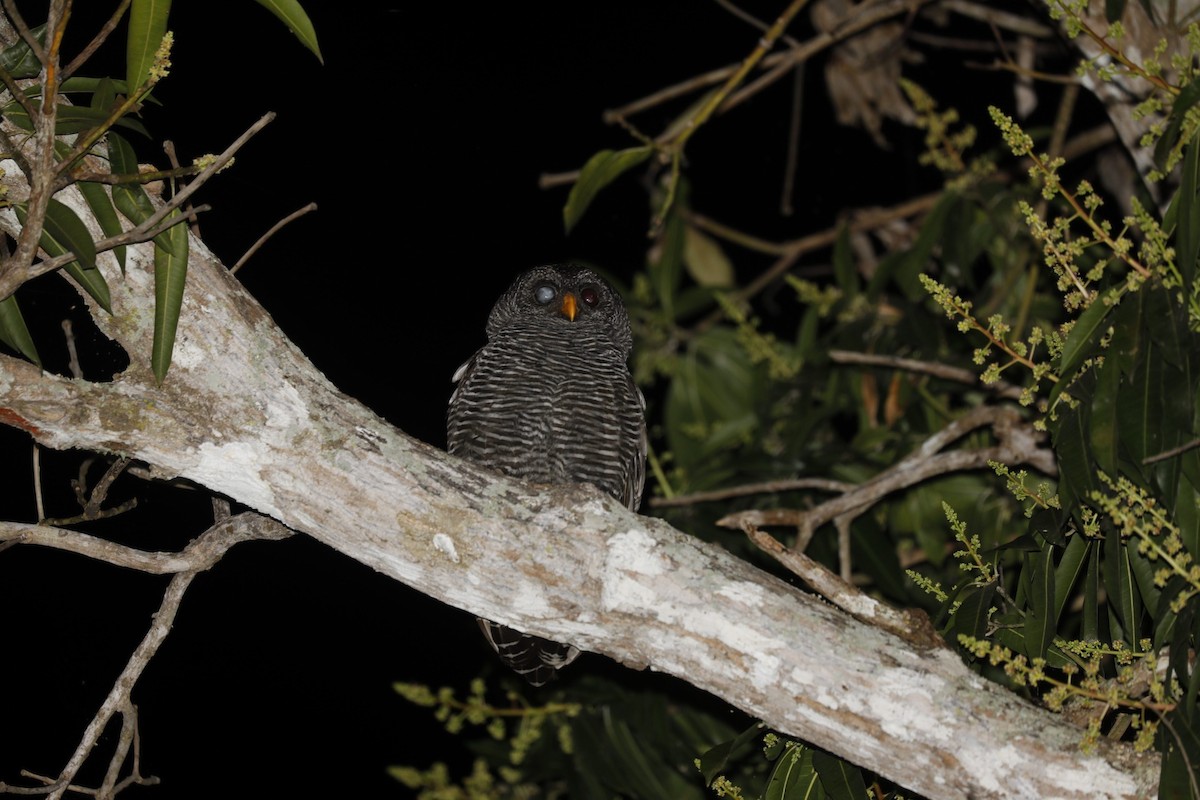 Black-banded Owl - ML620913069