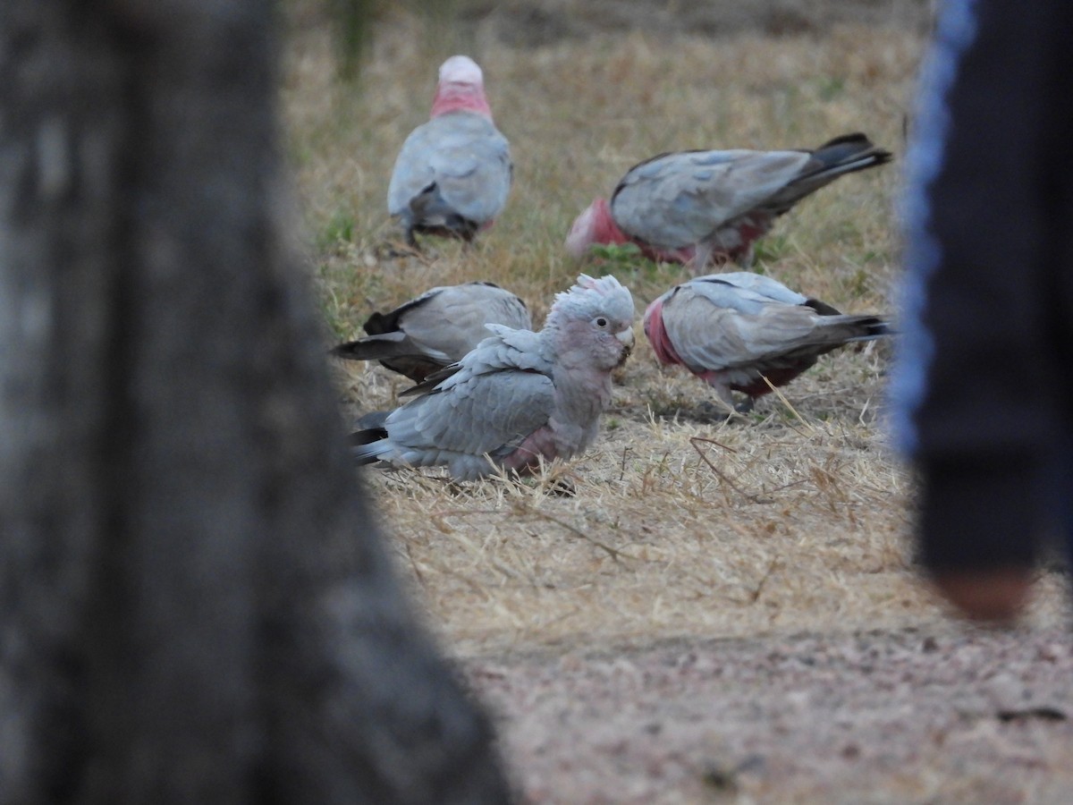 Cacatúa Galah - ML620913075