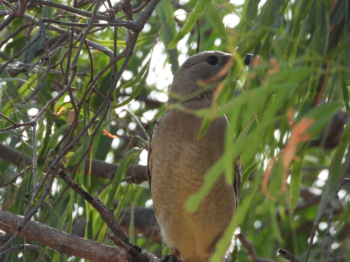 Great Bowerbird - ML620913080