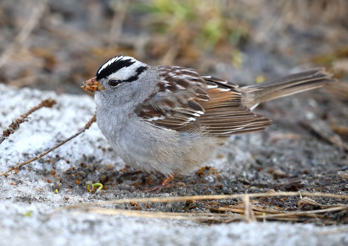 White-crowned Sparrow - ML620913083