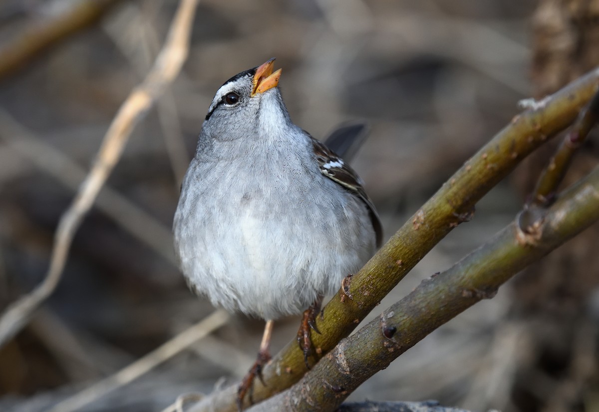 White-crowned Sparrow - ML620913090