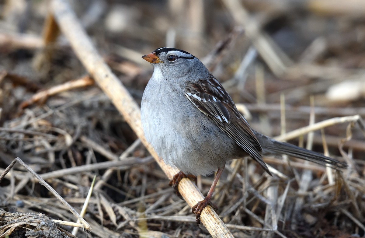 White-crowned Sparrow - ML620913091