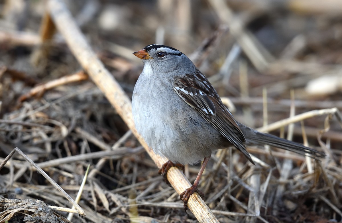 Bruant à couronne blanche - ML620913091