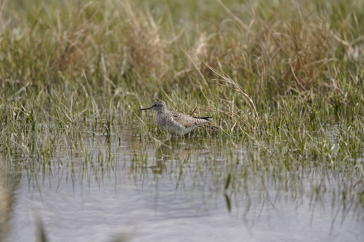 Wood Sandpiper - ML620913095