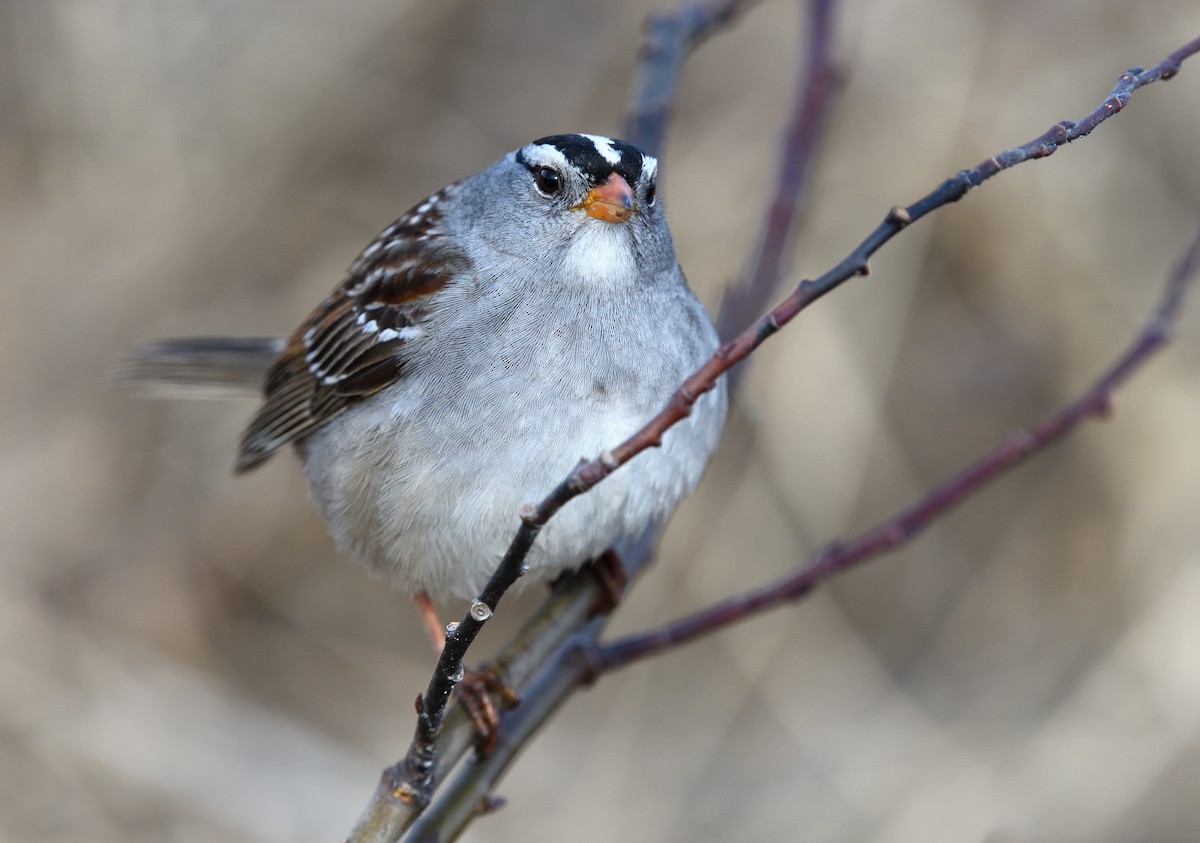 White-crowned Sparrow - ML620913098