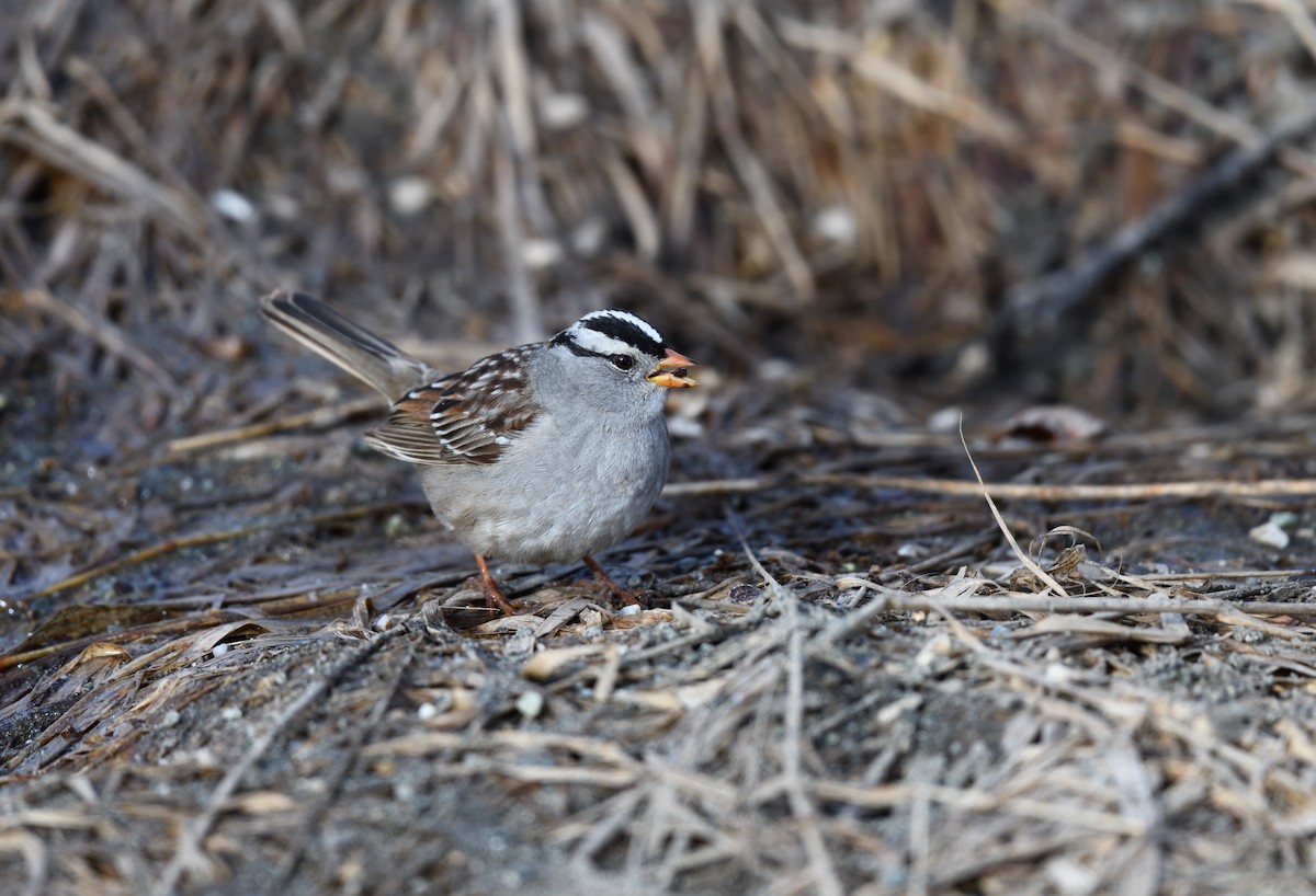 White-crowned Sparrow - ML620913099