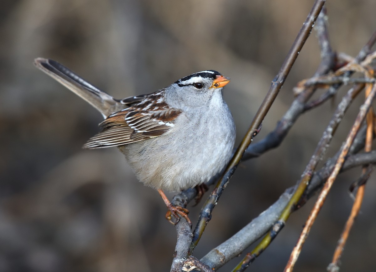 White-crowned Sparrow - ML620913100