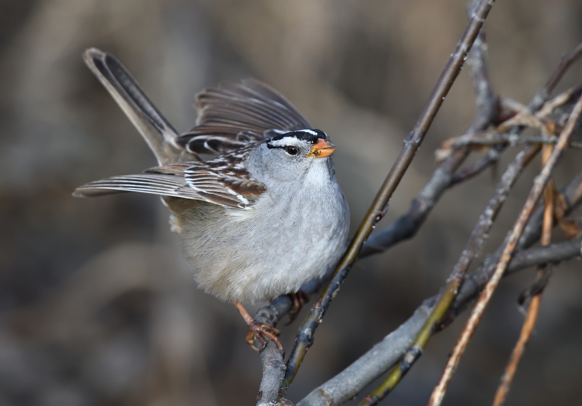 White-crowned Sparrow - ML620913101