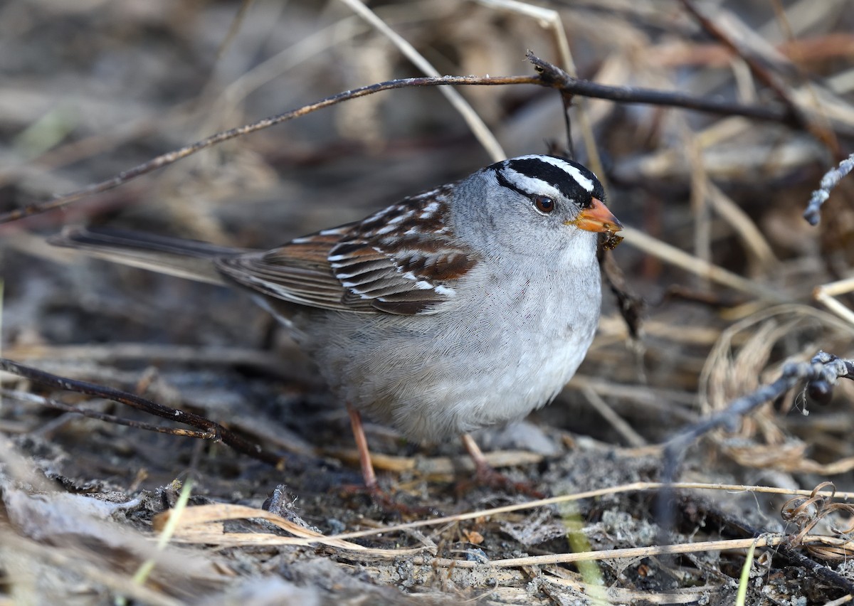 White-crowned Sparrow - ML620913102
