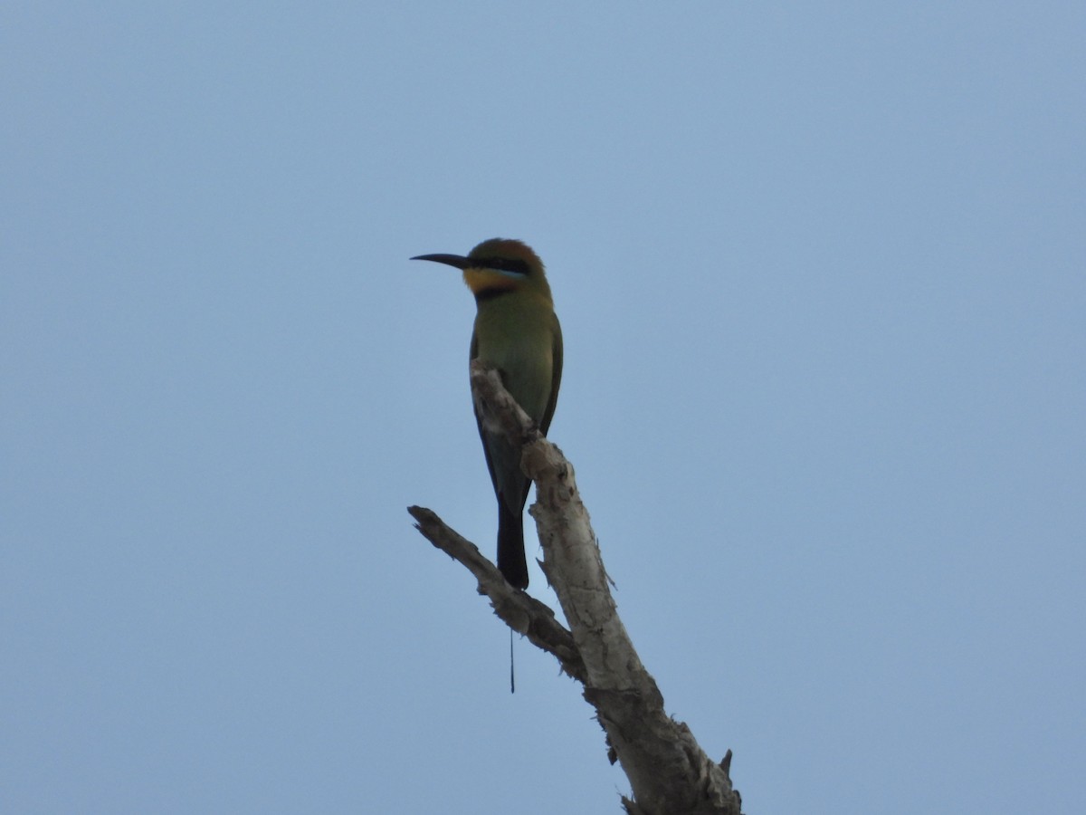 Rainbow Bee-eater - ML620913116